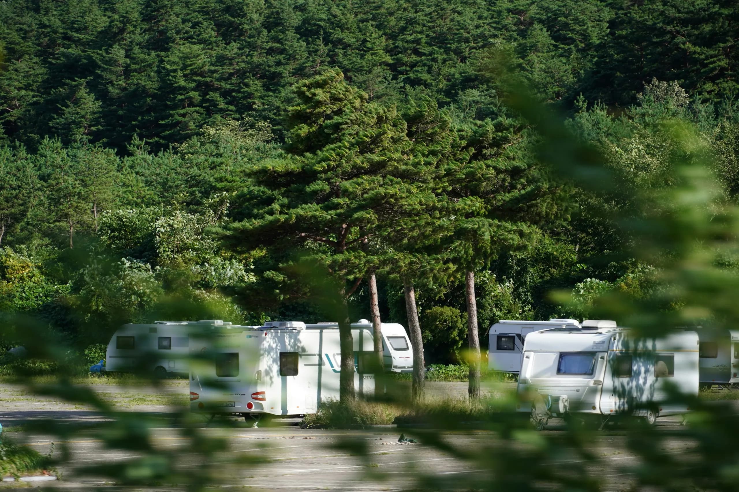 Caravans parked among trees at a caravan park